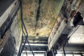 Best Black Mold Removal  in Rpinteria, CA